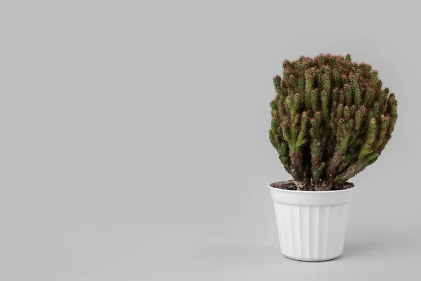 Pot Cacti Grey Background — Stock Photo, Image