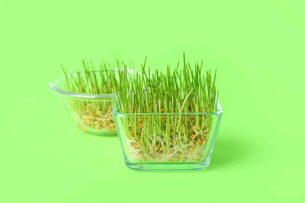 Containers Fresh Wheatgrass Green Background — Stock Photo, Image