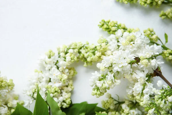 stock image Blooming lilac flowers on white background