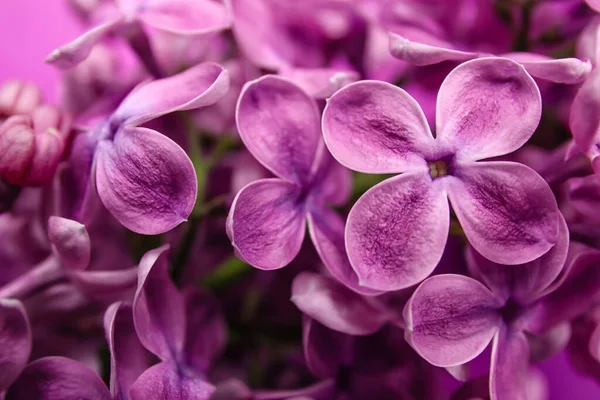 Blommande Lila Blommor Som Bakgrund Närbild — Stockfoto