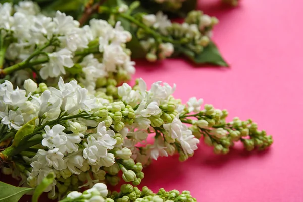 Stock image Blooming lilac flowers on pink background