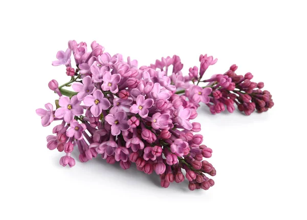 stock image Blooming lilac flowers on white background