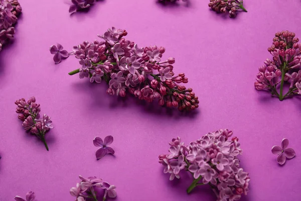 Blooming Lilac Flowers Purple Background — Stock Photo, Image