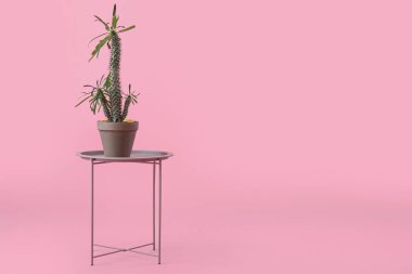 Pembe arka planda büyük kaktüslü dışkı.