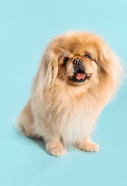 Mavi arka planda sevimli bir köpek