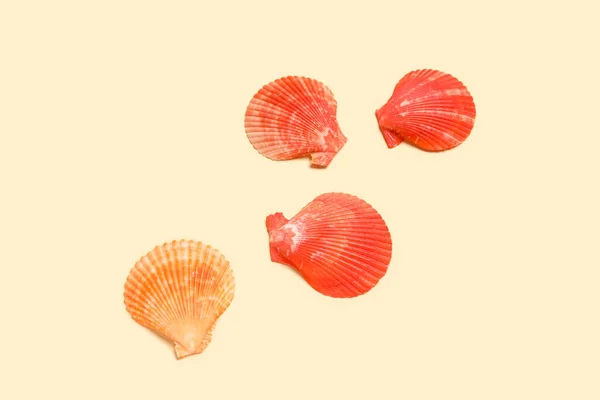 色の背景に貝殻との組成 — ストック写真