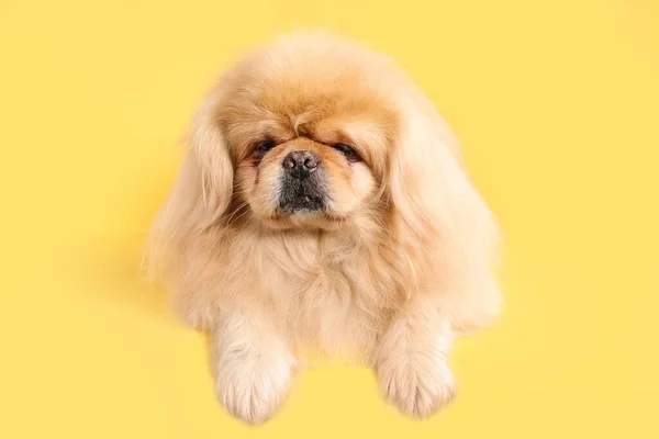 Cute Dog Yellow Background — Zdjęcie stockowe