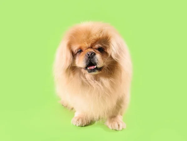 Cute Dog Green Background — Stock Photo, Image