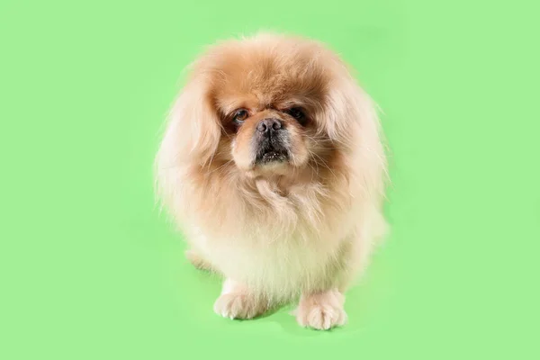 Yeşil Arka Planda Şirin Bir Köpek — Stok fotoğraf