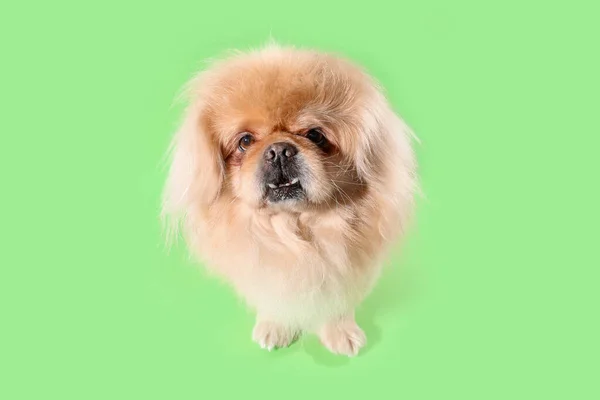 Roztomilý Pes Zeleném Pozadí — Stock fotografie