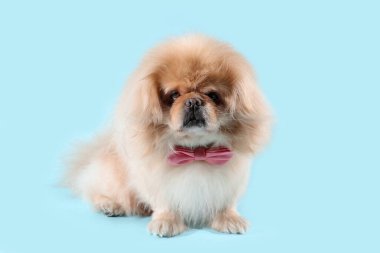 Mavi arka planda papyonlu şirin bir köpek.