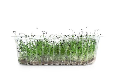 Beyaz zemin üzerinde taze mikro yeşil plastik kap