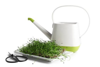 Beyaz arka planda taze mikro yeşil tabaka, makas ve sulama kutusu