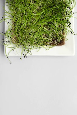 Plaka parlak arkaplanda taze mikro yeşil, yakın plan.