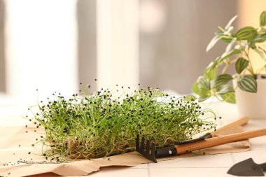 Taze mikro yeşil ve masada tırmık.