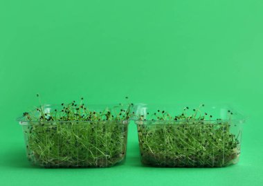 Renk arkaplan üzerinde taze mikro yeşillikler olan plastik kaplar