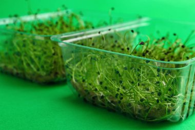 Renkli arka planda taze mikro yeşilliklere sahip plastik kaplar, yakın plan