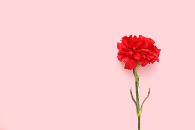 pembe bir arka plan üzerinde kırmızı karanfil