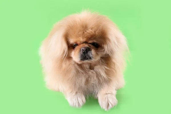 Roztomilý Pes Zeleném Pozadí — Stock fotografie