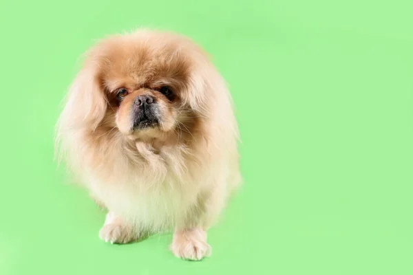 Cão Bonito Fundo Verde — Fotografia de Stock