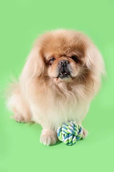 Yeşil Arka Planda Oyuncağı Olan Sevimli Bir Köpek — Stok fotoğraf