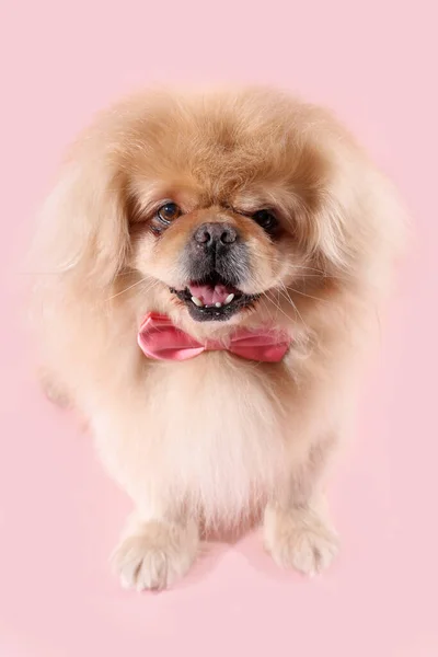 粉红背带领结的可爱狗 — 图库照片