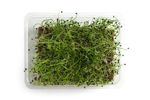 Plastic Container Fresh Micro Green White Background — Stock Photo, Image