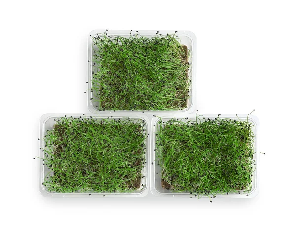 Recipientes Plástico Com Micro Verde Fresco Sobre Fundo Branco — Fotografia de Stock