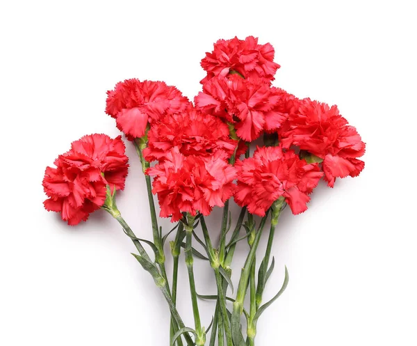 Red Carnations White Background — Stock Photo, Image