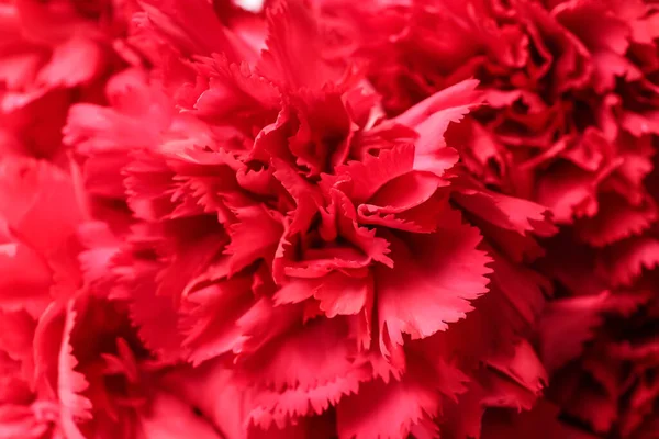 Beautiful Red Carnations Background — Stock Photo, Image