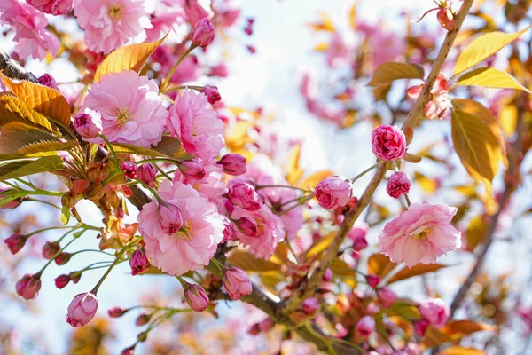 Árbol Con Flores Rosadas Florecientes Aire Libre Primer Plano —  Fotos de Stock