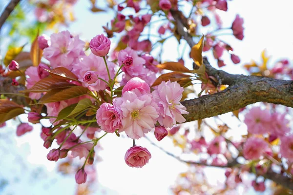 Baum Mit Blühenden Rosa Blüten Freien Nahaufnahme — Stockfoto