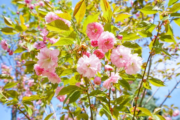Дерево Цветущими Розовыми Цветами Открытом Воздухе Крупным Планом — стоковое фото
