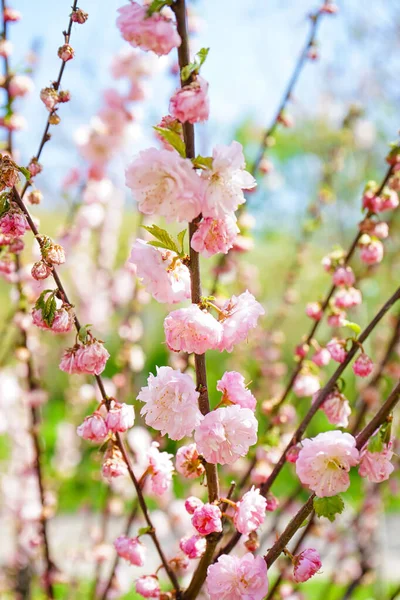 Árvore Com Flores Rosa Florescendo Livre Close — Fotografia de Stock