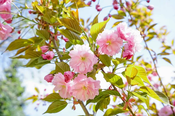 Δέντρο Ανθισμένα Ροζ Λουλούδια Εξωτερικούς Χώρους Κοντινό Πλάνο — Φωτογραφία Αρχείου