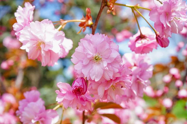 Baum Mit Blühenden Rosa Blüten Freien Nahaufnahme — Stockfoto