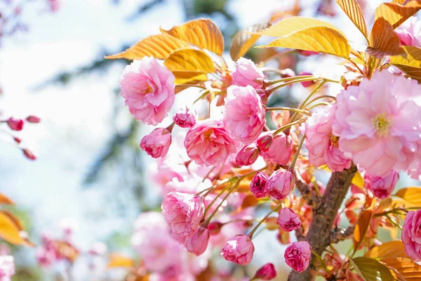 Árvore Com Flores Rosa Florescendo Livre Close — Fotografia de Stock