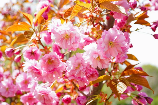 Дерево Цветущими Розовыми Цветами Открытом Воздухе Крупным Планом — стоковое фото