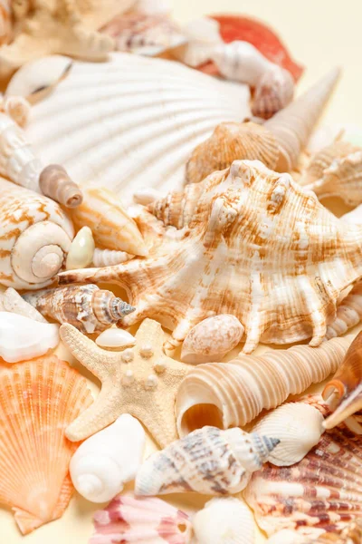 stock image Different sea shells on beige background, closeup