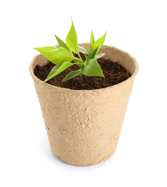 Peat Pot Green Seedling White Background — Stock Photo, Image