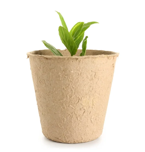 Peat Pot Green Seedling White Background — Stock Photo, Image