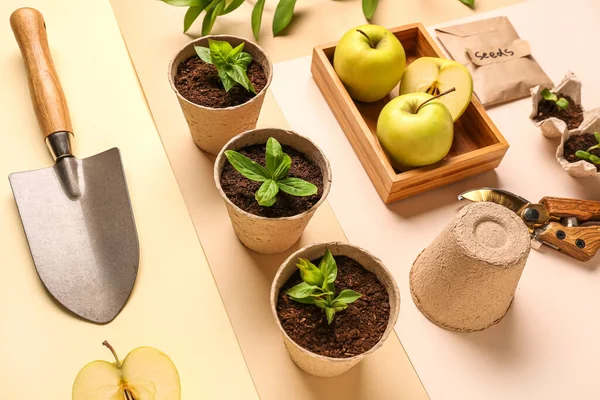 Peat Pots Green Seedlings Apples Shovel Color Background — Stock Photo, Image