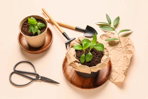Peat Pots Green Seedlings Gardening Tools Beige Background — Stock Photo, Image