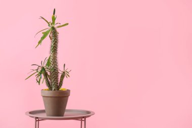 Pembe arka planda büyük kaktüslü dışkı.