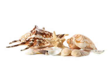 Beyaz arka planda deniz kabukları ve deniz yıldızları