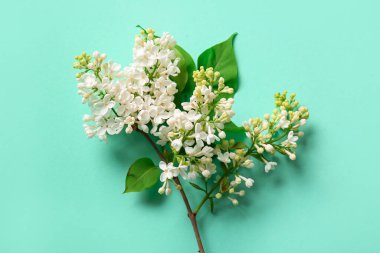 Turkuaz arka planda çiçek açan leylak çiçekleri