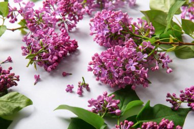 Gri arka planda çiçek açan leylak çiçekleri