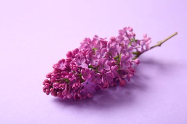 Renk arkaplanında çiçek açan leylak çiçekleri