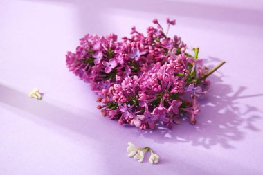 Renk arkaplanında çiçek açan leylak çiçekleri