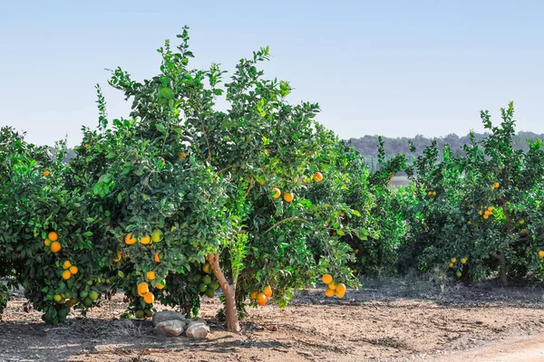 Drzewa Pomarańczowe Owoce Plantacji — Zdjęcie stockowe